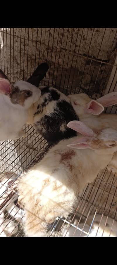Rabbits | Khargosh  for sale