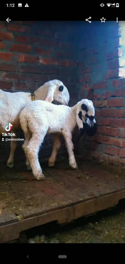 sheep kajli with 1kid female