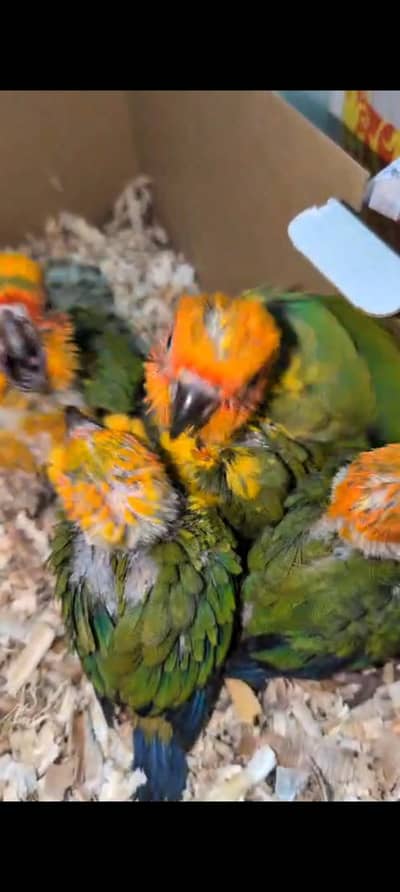 Sun conure chicks Karachi breed for sale