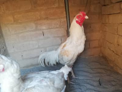 Aseel murga hera murga