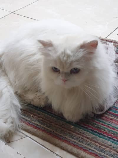 Persian semi punch face cat