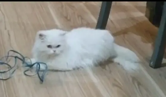 Persian semi punch face cat — photo 2