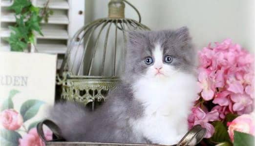 Persian triple coated kittens for sale