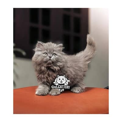 Persian British punch face piki face kitten cat available