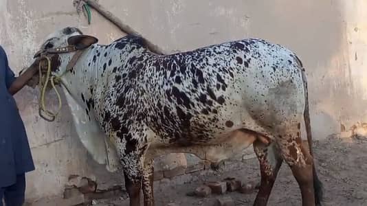 Bachray for qurbani 2026 sale