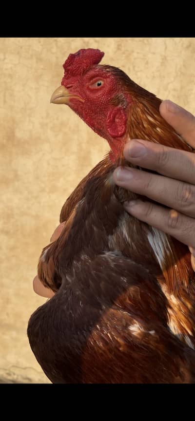 Amroha in high quality