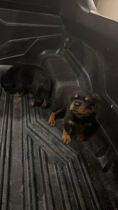 top quality rottweiler male puppy