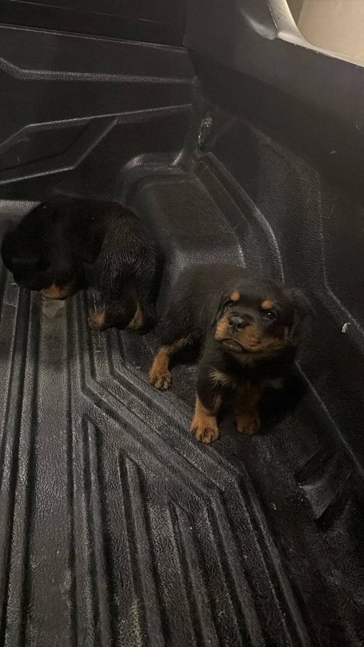 top quality rottweiler male puppy - Dogs - 1113118893