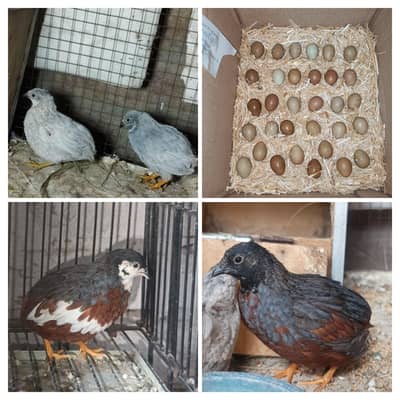 Jumbo coturnix & button Quail For sale