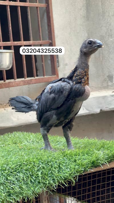 Dragon Chicks 03204325538