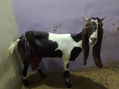 bakri hay bachon Kay Saath