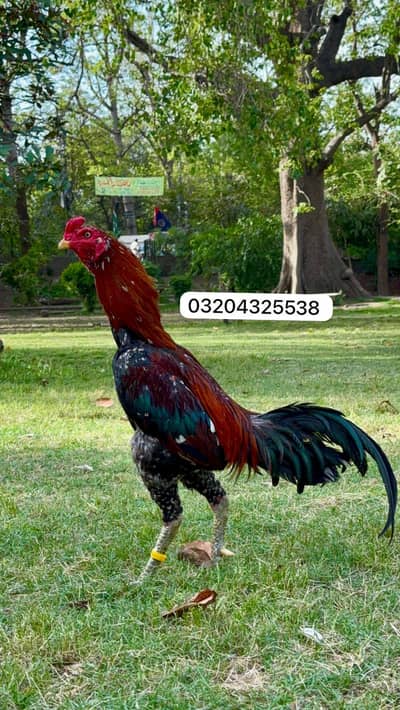 Thai hint 03204325538