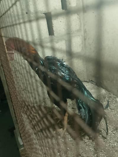 King Shamo breeder male in good height