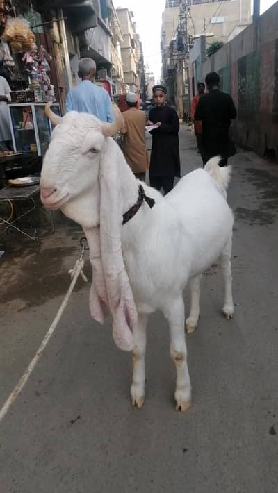 gulabi Bakri