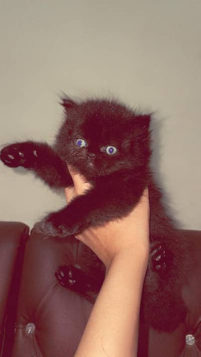 Premium Quality Punch Face Cat – Urgent Sale