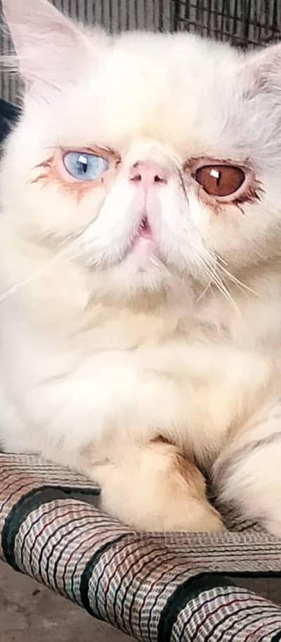 pure piki stud male for sale