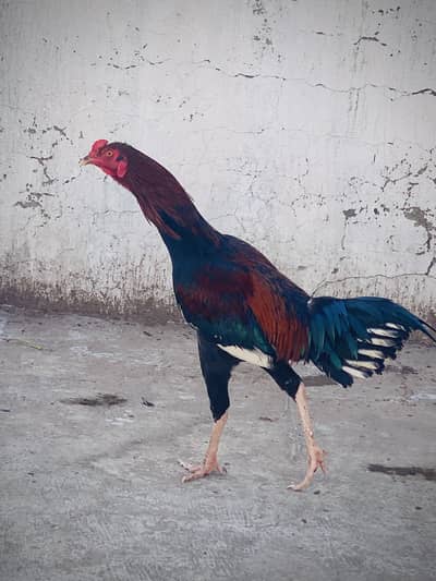 Aseel Murga At Reasonable Price