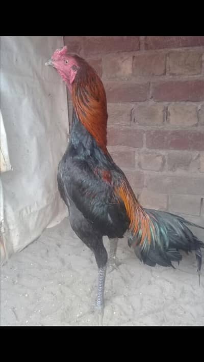 thai male 03214203251