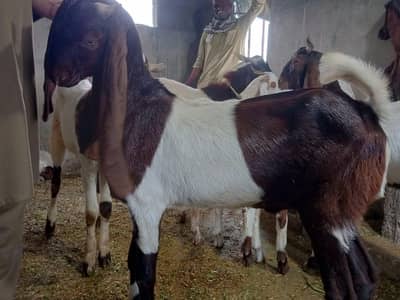 BAKRY Qurbani 2026 Available