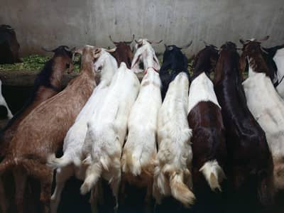 BAKRY Qurbani 2026 Available