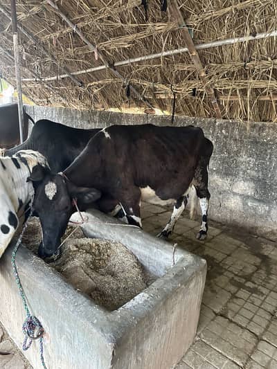 Freson cross cow for sale 3 month gaban