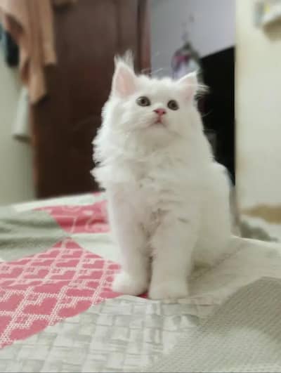 white Persian cat male age 1 year