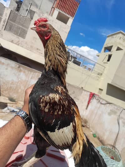 miawali aseel old blood