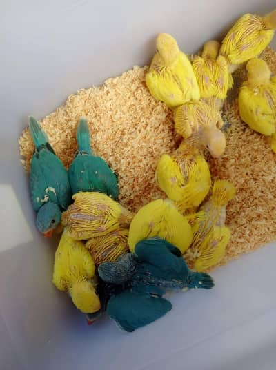 Yellow & Blue Parrot Babies For Sale 03336610040