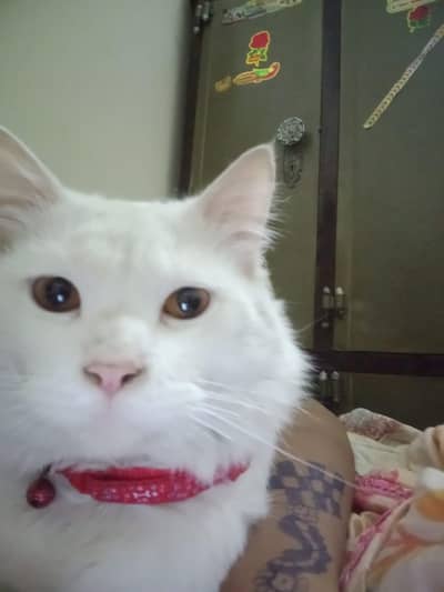 very interested  white color