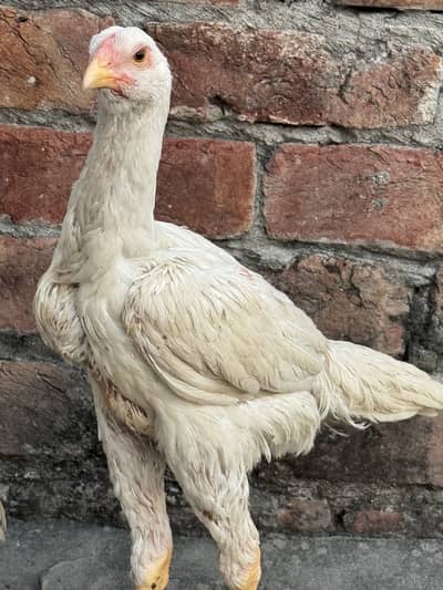 Pure white oh shamo pair and chicks