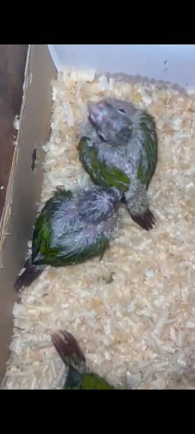 Pineapple conure chicks. Canary bIrds. Gouldian finch shop birds feed