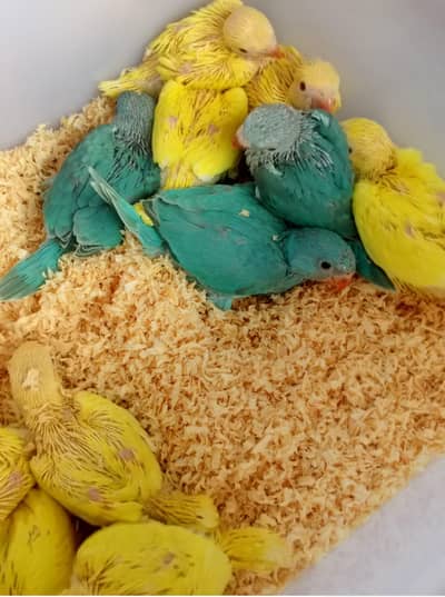 Blue aur Yellow Parrot Jambo Size 03336610040
