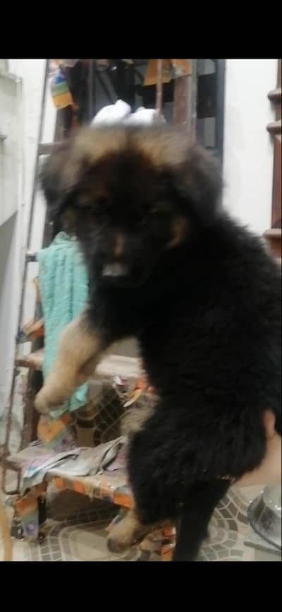 garman shepherd malelong coat heavy bone