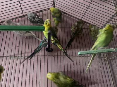 budgies for sale