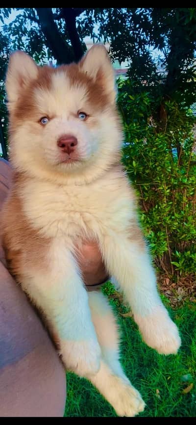 husky puppies/puppy/dog
