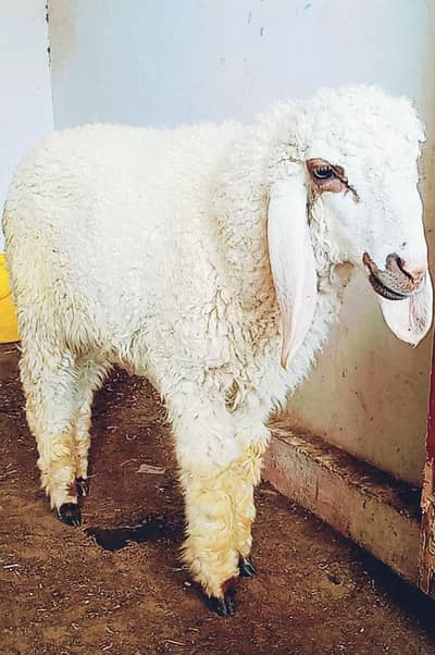 Dumba Ready To Qurbani 2026 Age 5 months