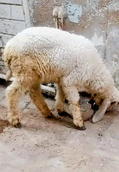 Dumba Ready To Qurbani 2026 Age 5 months