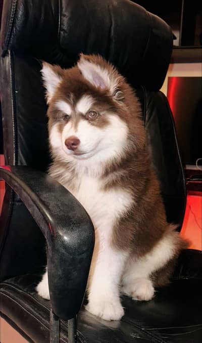 Siberian husky high quality puppy pedigree