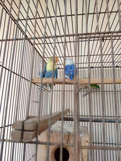 young brider pair Sharpe