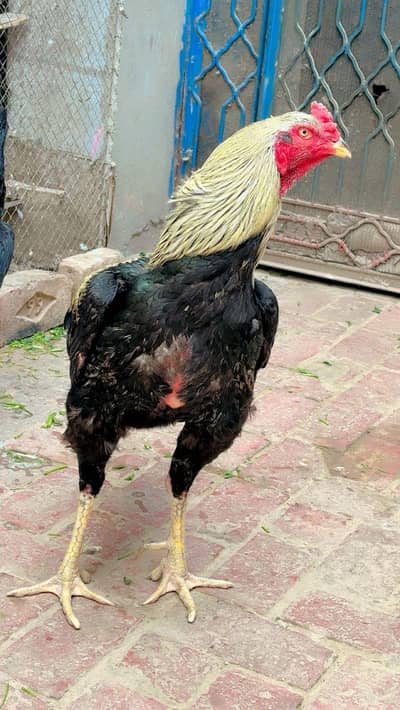 old aseel blood line  bohat he old