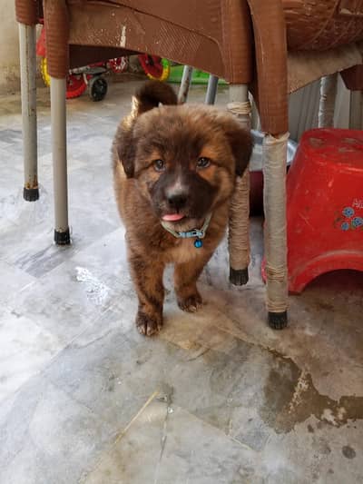 Turkish kangal breed