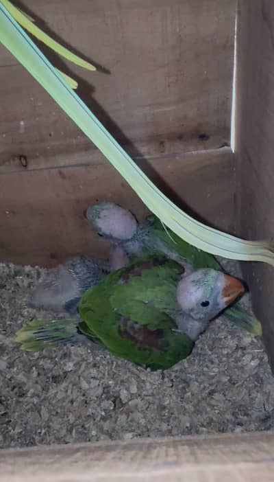 Raw parrot chicks
