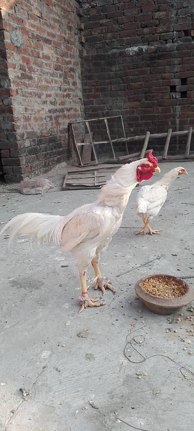 Hera aseell k fresh frtaile Andy available