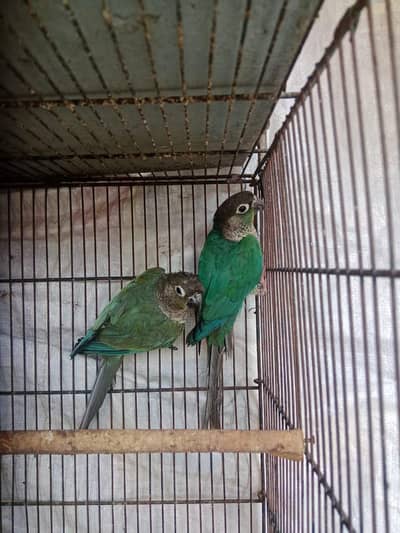 blue turquoise and pineapple high redfactor breeder pairs