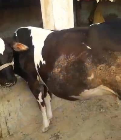 farezan cow big size with farezan bachri baby cows