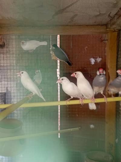 4 Java breeder pair for sale