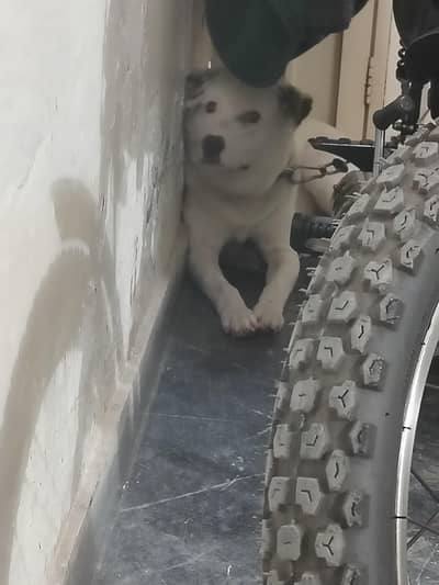 Swiss shepherd+ Russian mix