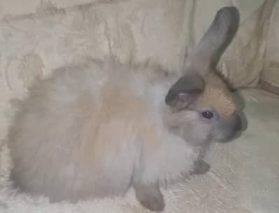 Angora female rabbit urgent sale