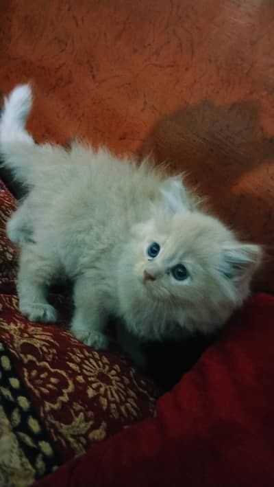 3 male 1 female kitten