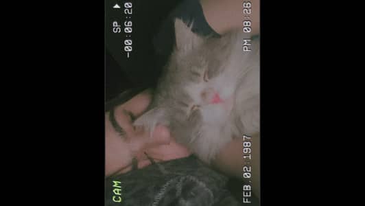 Need a caring cat owner